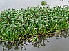 Water Hyacinth (photo: Njei M.T)